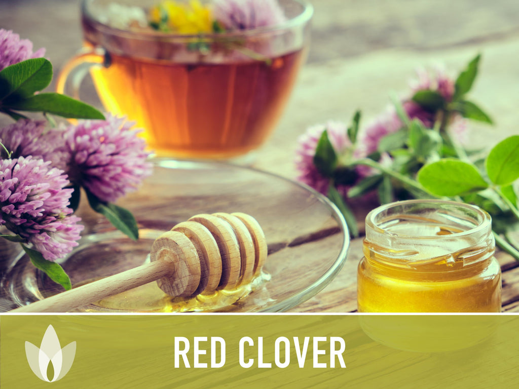 Heirloom Red Clover Seeds – Herbal Tea, Microgreens, Sprouting