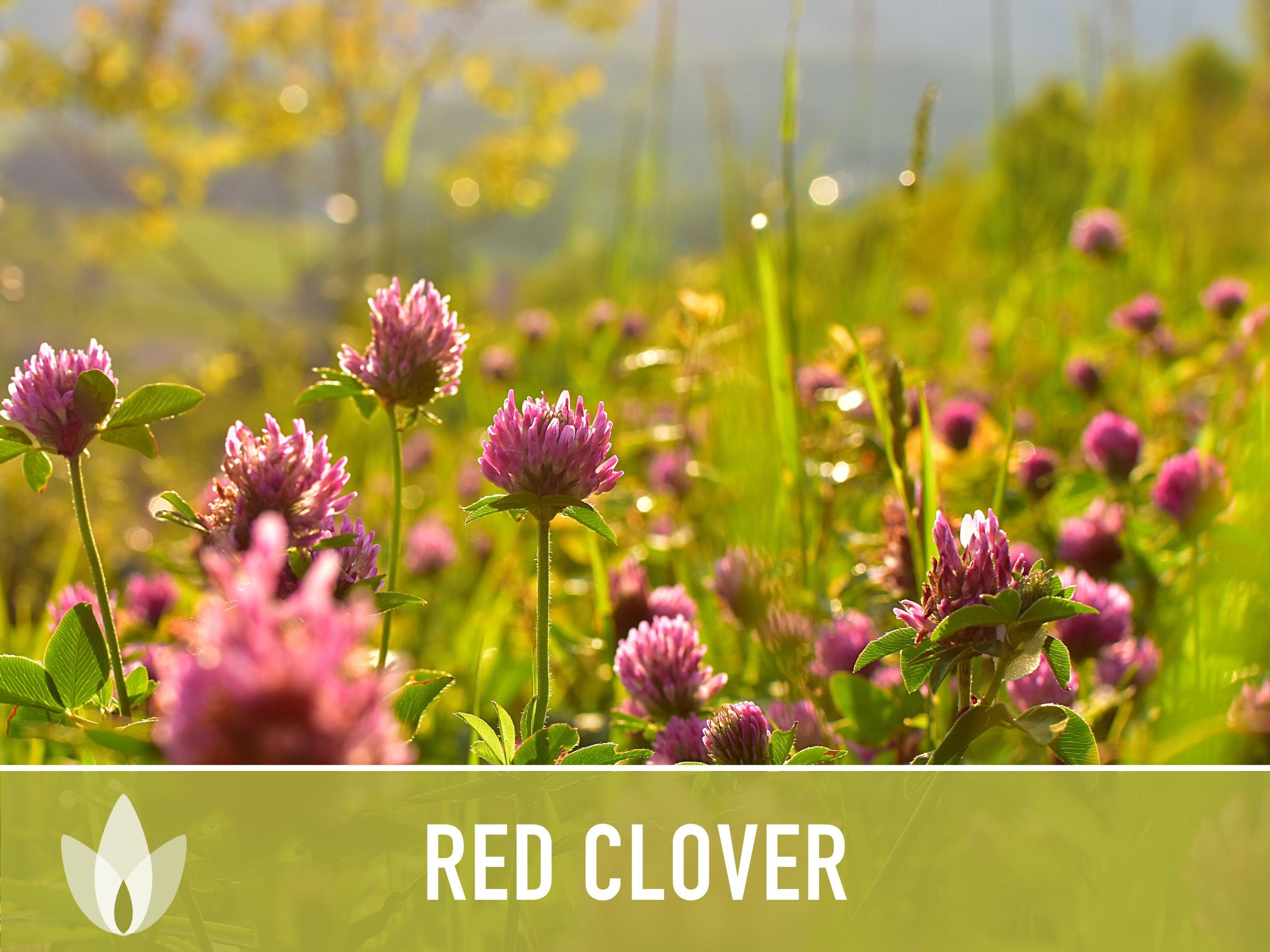 Heirloom Red Clover Seeds – Herbal Tea, Microgreens, Sprouting