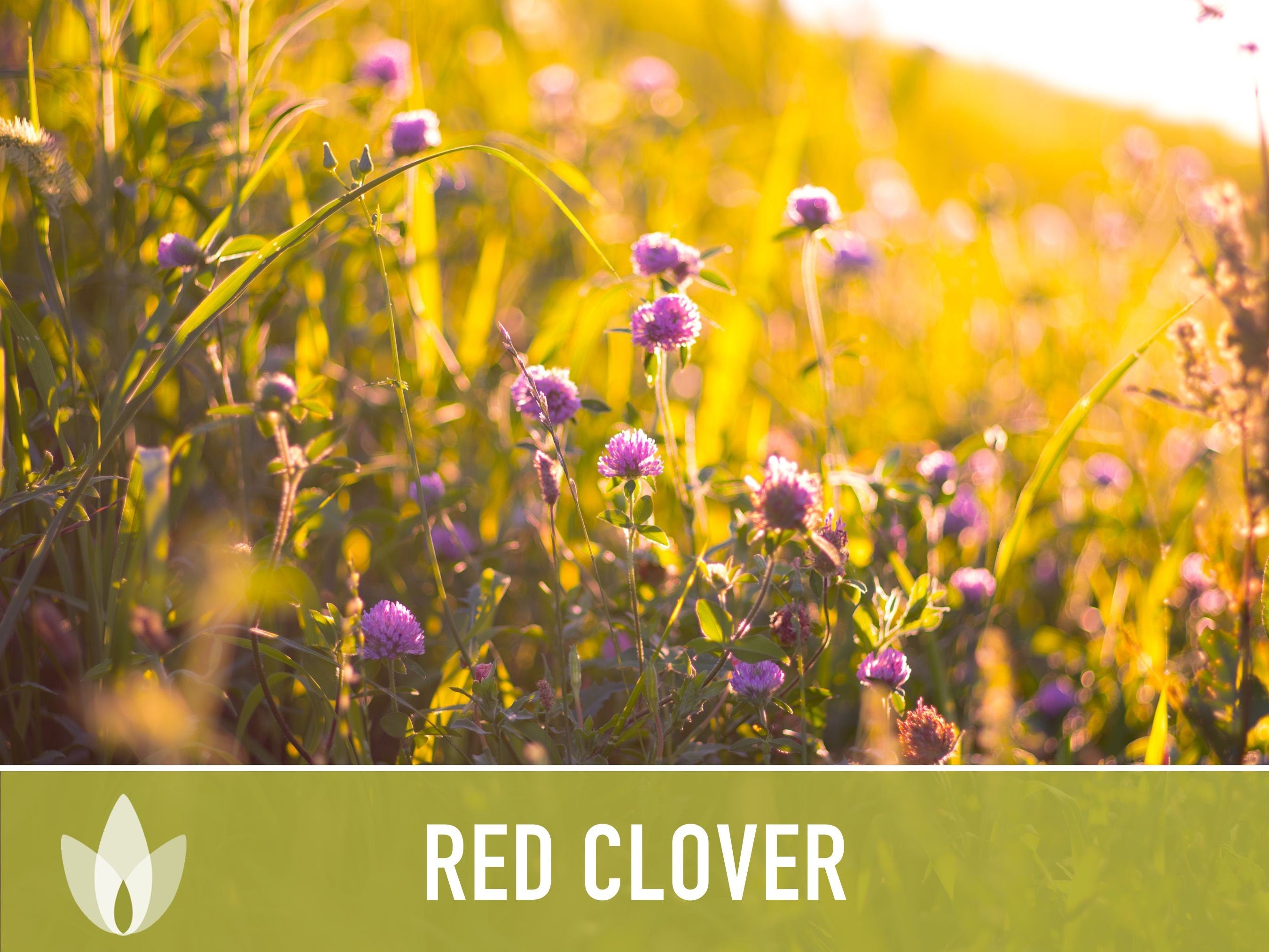 Heirloom Red Clover Seeds – Herbal Tea, Microgreens, Sprouting