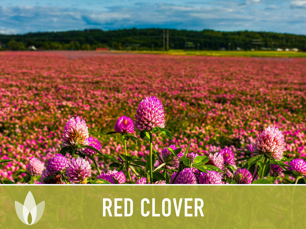 Heirloom Red Clover Seeds – Herbal Tea, Microgreens, Sprouting