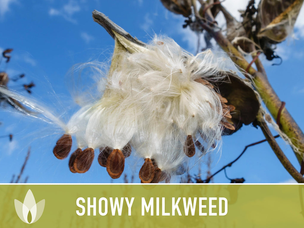 Showy Milkweed Seeds - Monarch Butterfly, Pollinator Garden