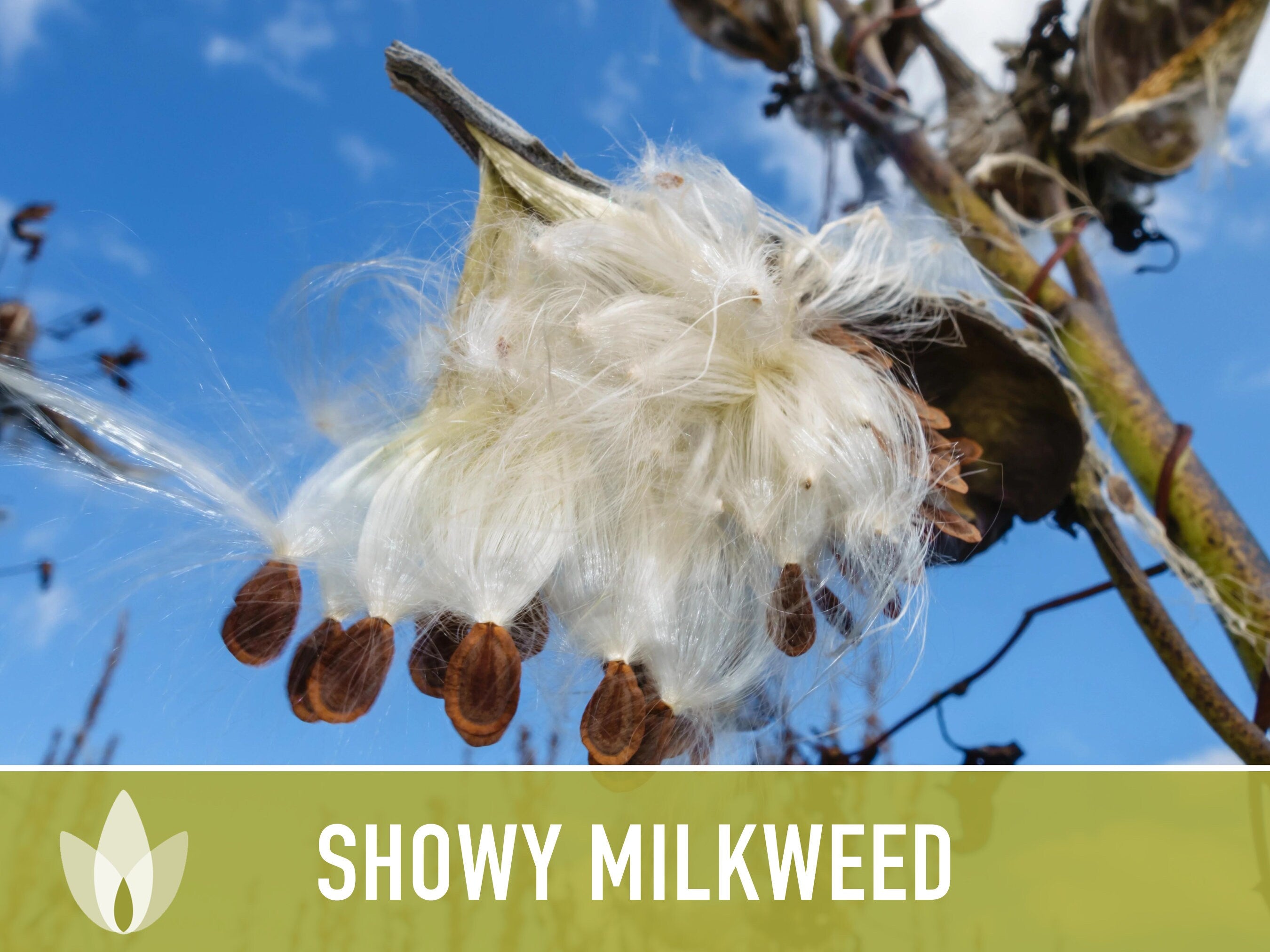 Showy Milkweed Seeds - Monarch Butterfly, Pollinator Garden