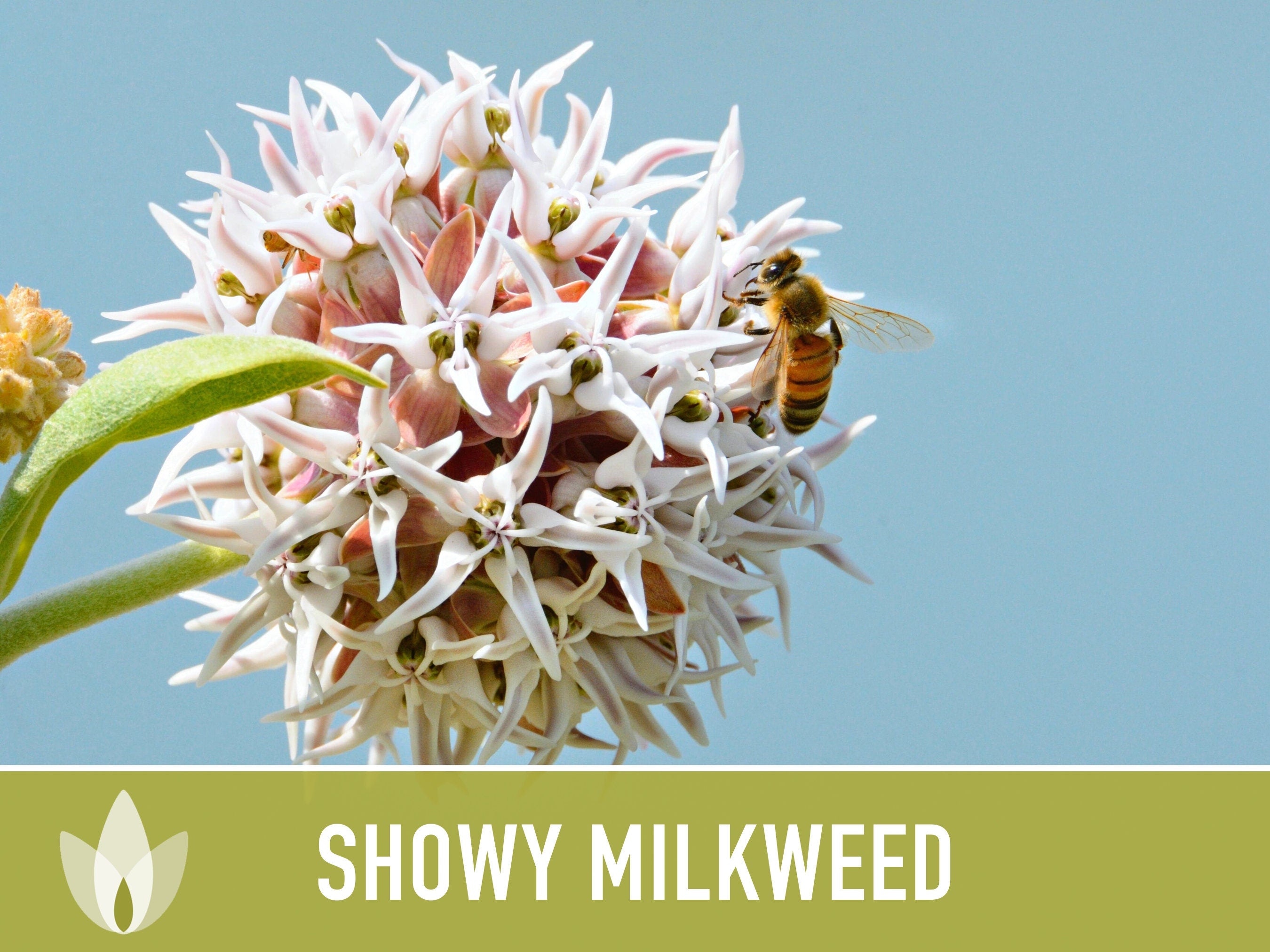Showy Milkweed Seeds - Monarch Butterfly, Pollinator Garden