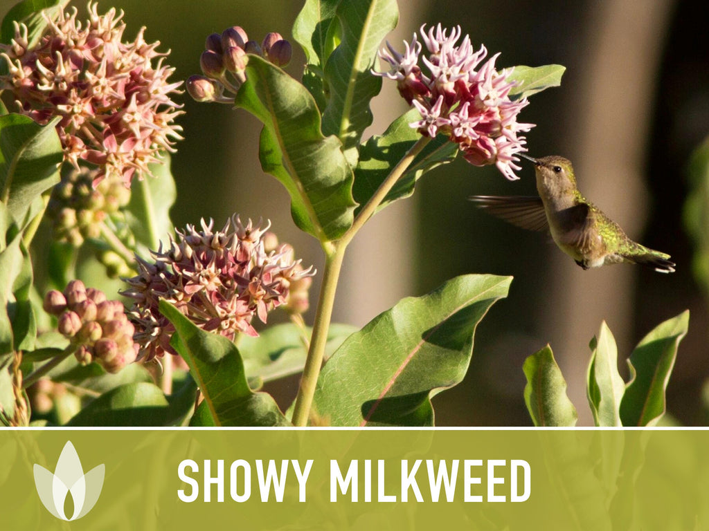 Showy Milkweed Seeds - Monarch Butterfly, Pollinator Garden