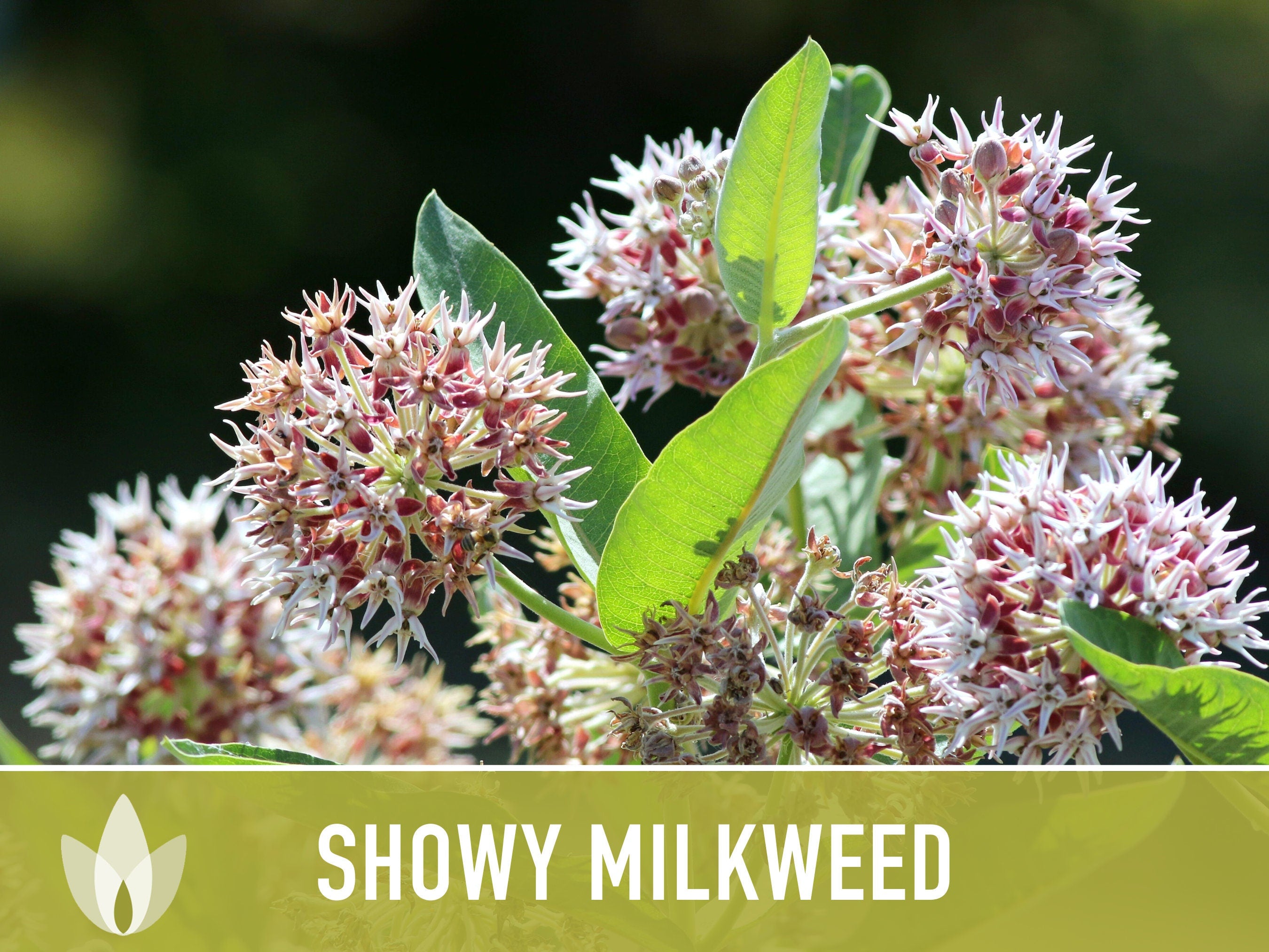 Showy Milkweed Seeds - Monarch Butterfly, Pollinator Garden