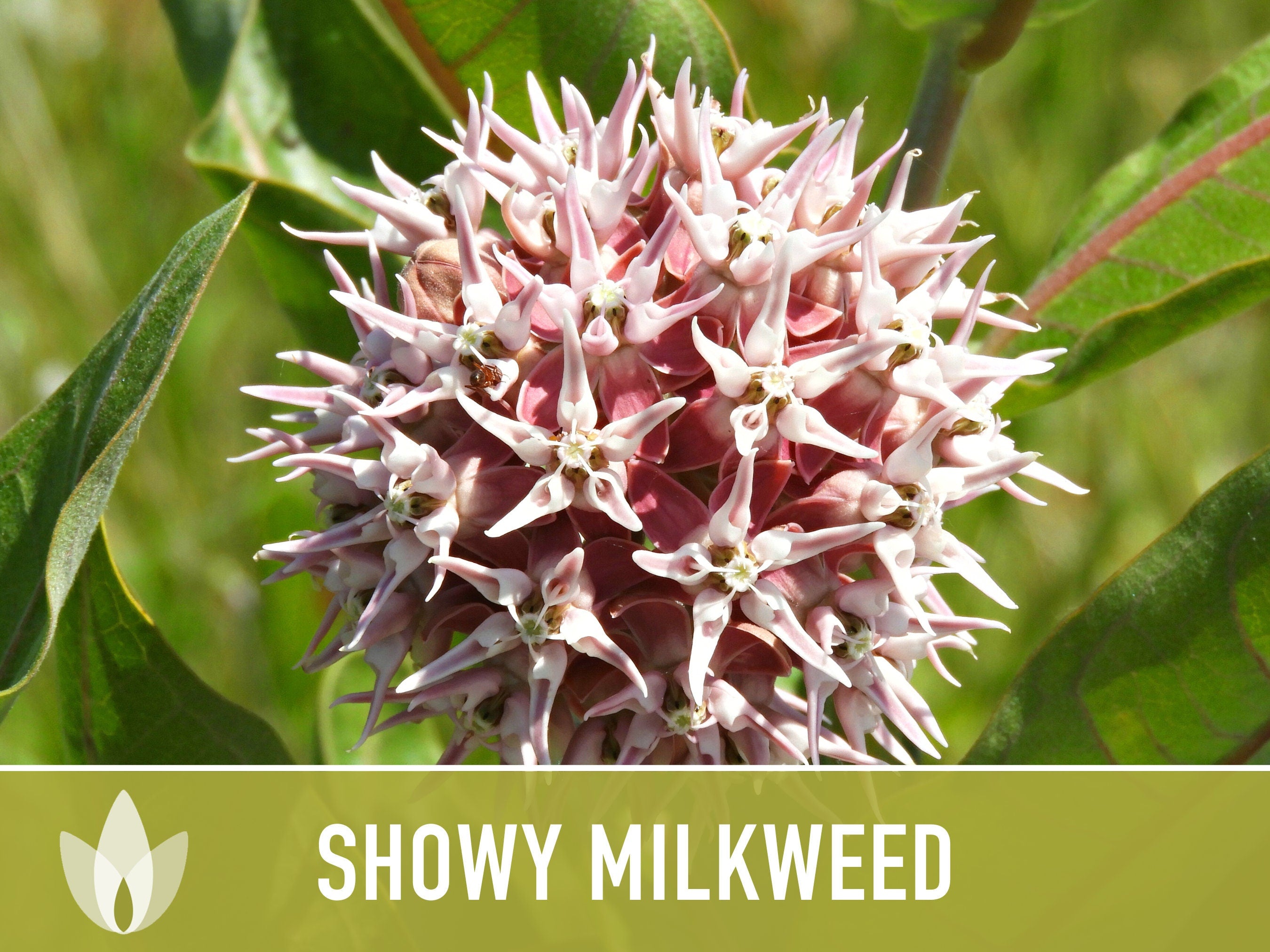 Showy Milkweed Seeds - Monarch Butterfly, Pollinator Garden