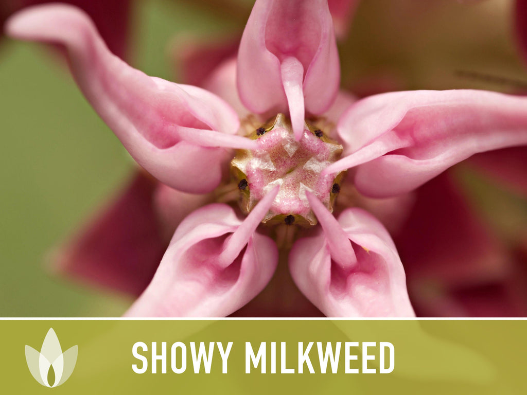 Showy Milkweed Seeds - Monarch Butterfly, Pollinator Garden