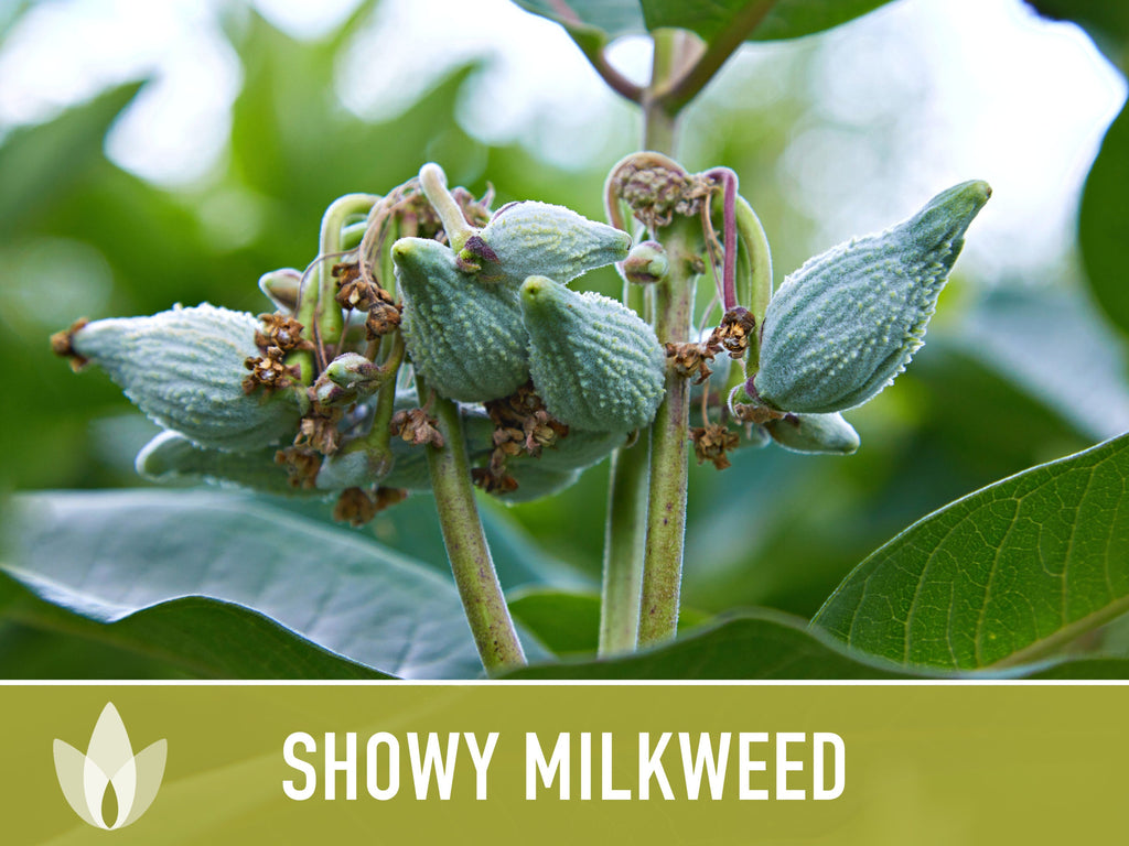 Showy Milkweed Seeds - Monarch Butterfly, Pollinator Garden