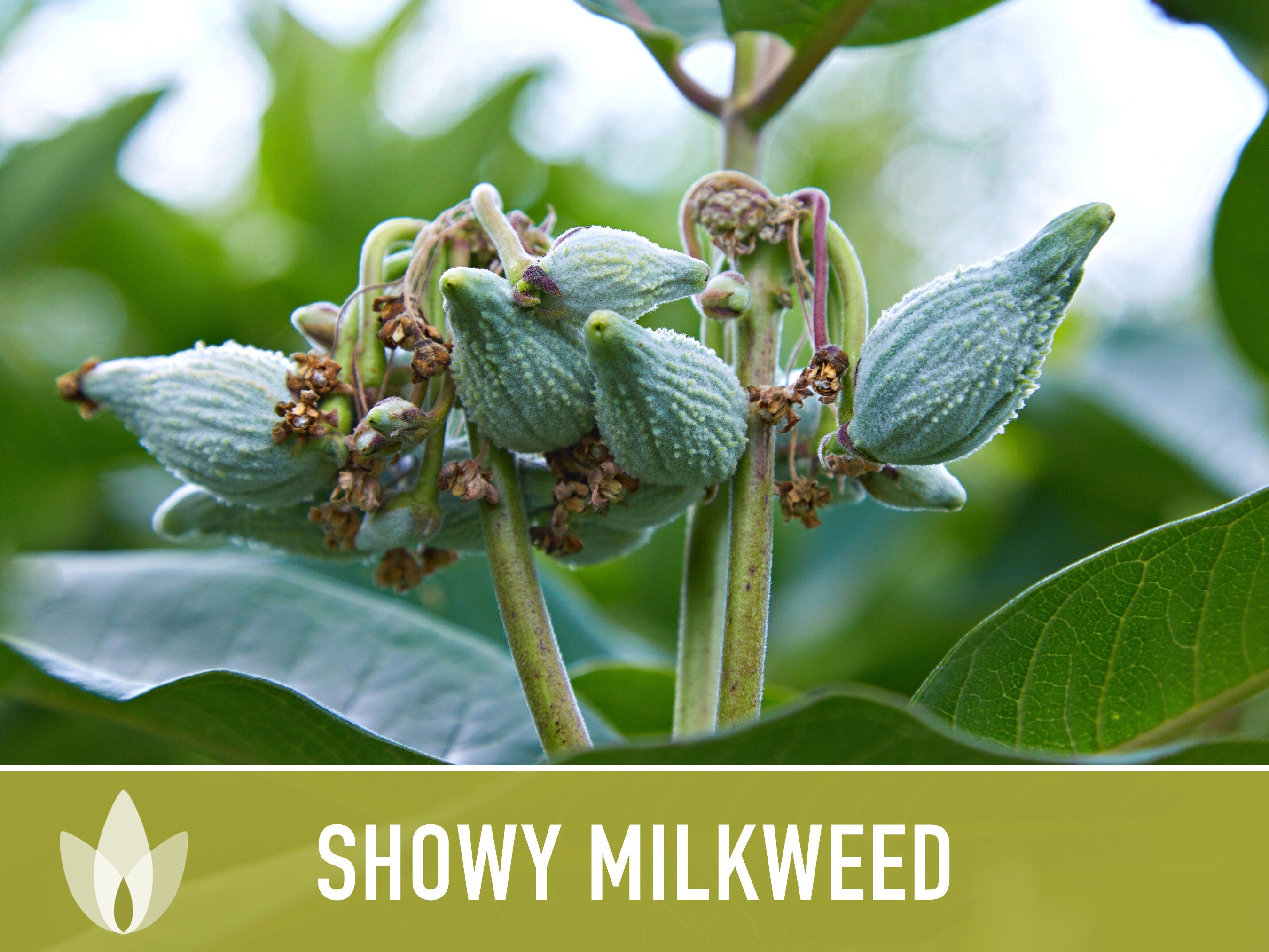 Showy Milkweed Seeds - Monarch Butterfly, Pollinator Garden