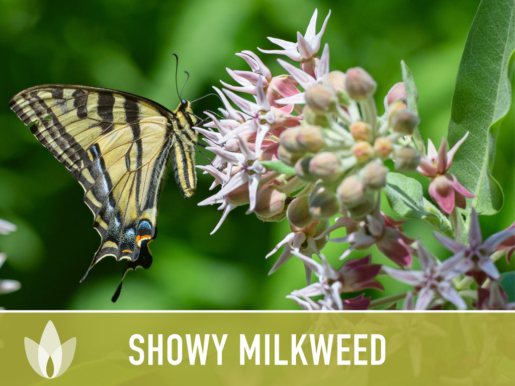 Showy Milkweed Seeds - Monarch Butterfly, Pollinator Garden