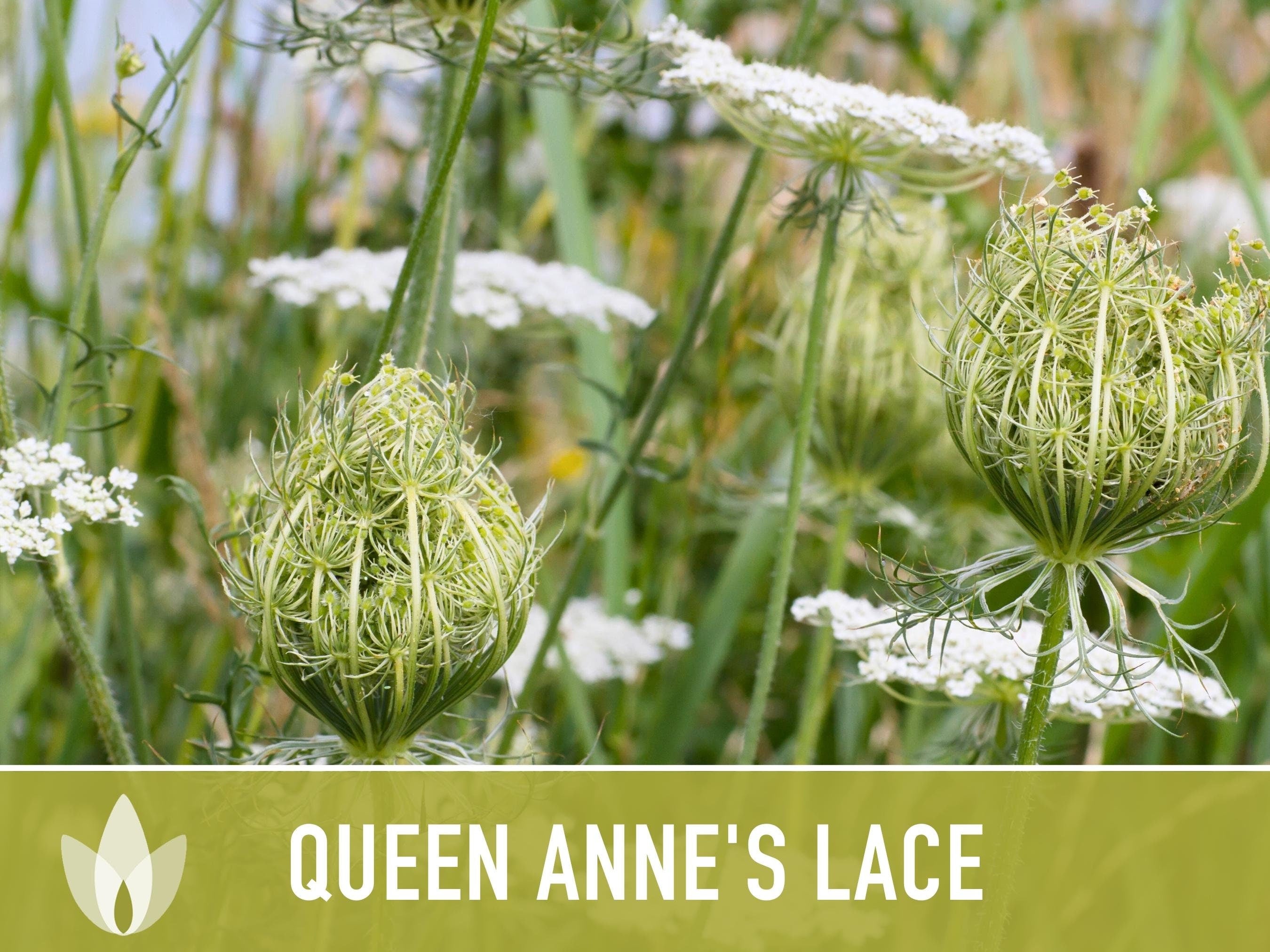 Queen Anne'S Lace Seeds – Heirloom Wild Carrot, Pollinator Friendly