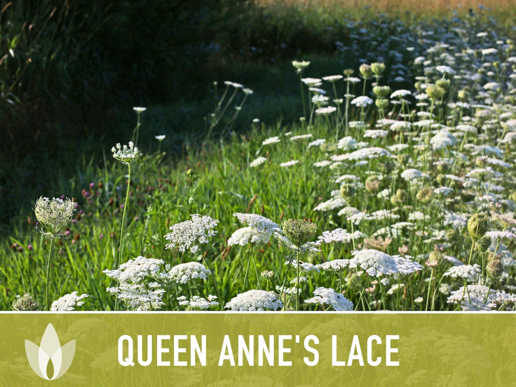 Queen Anne'S Lace Seeds – Heirloom Wild Carrot, Pollinator Friendly