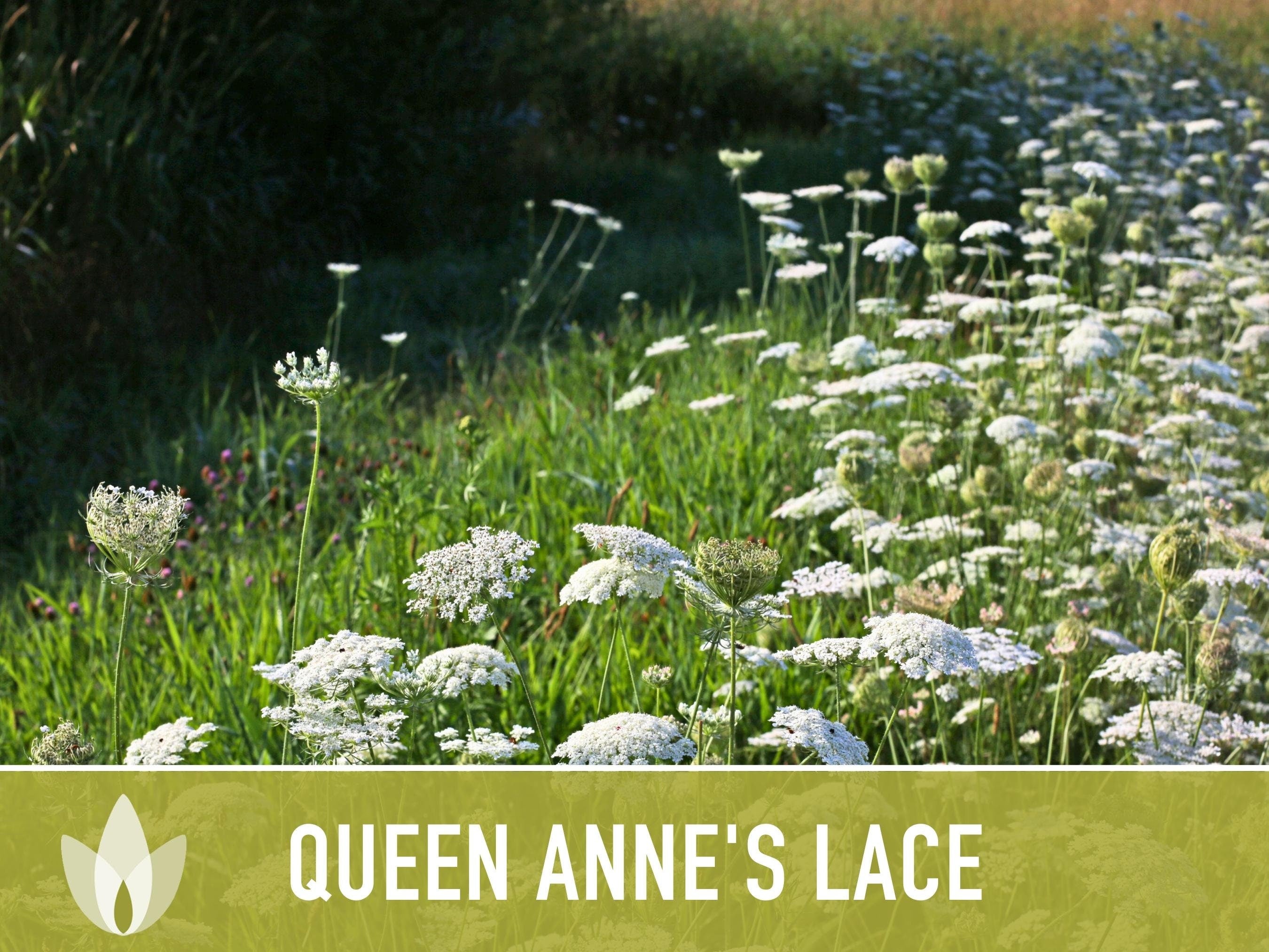 Queen Anne'S Lace Seeds – Heirloom Wild Carrot, Pollinator Friendly