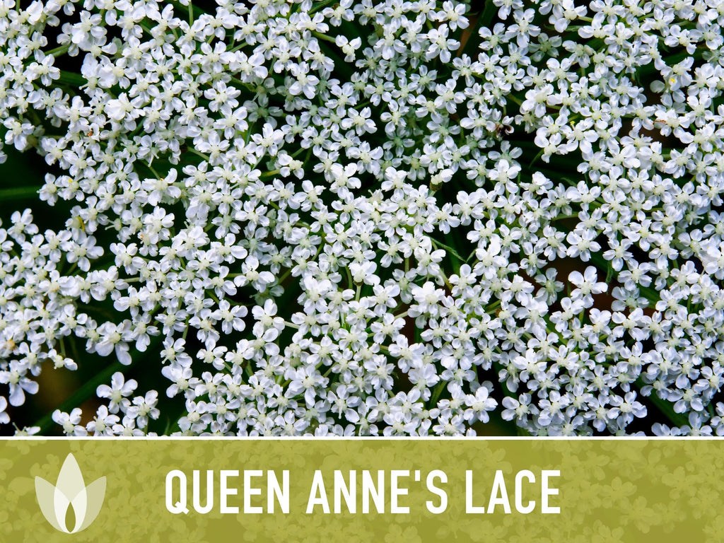 Queen Anne'S Lace Seeds – Heirloom Wild Carrot, Pollinator Friendly