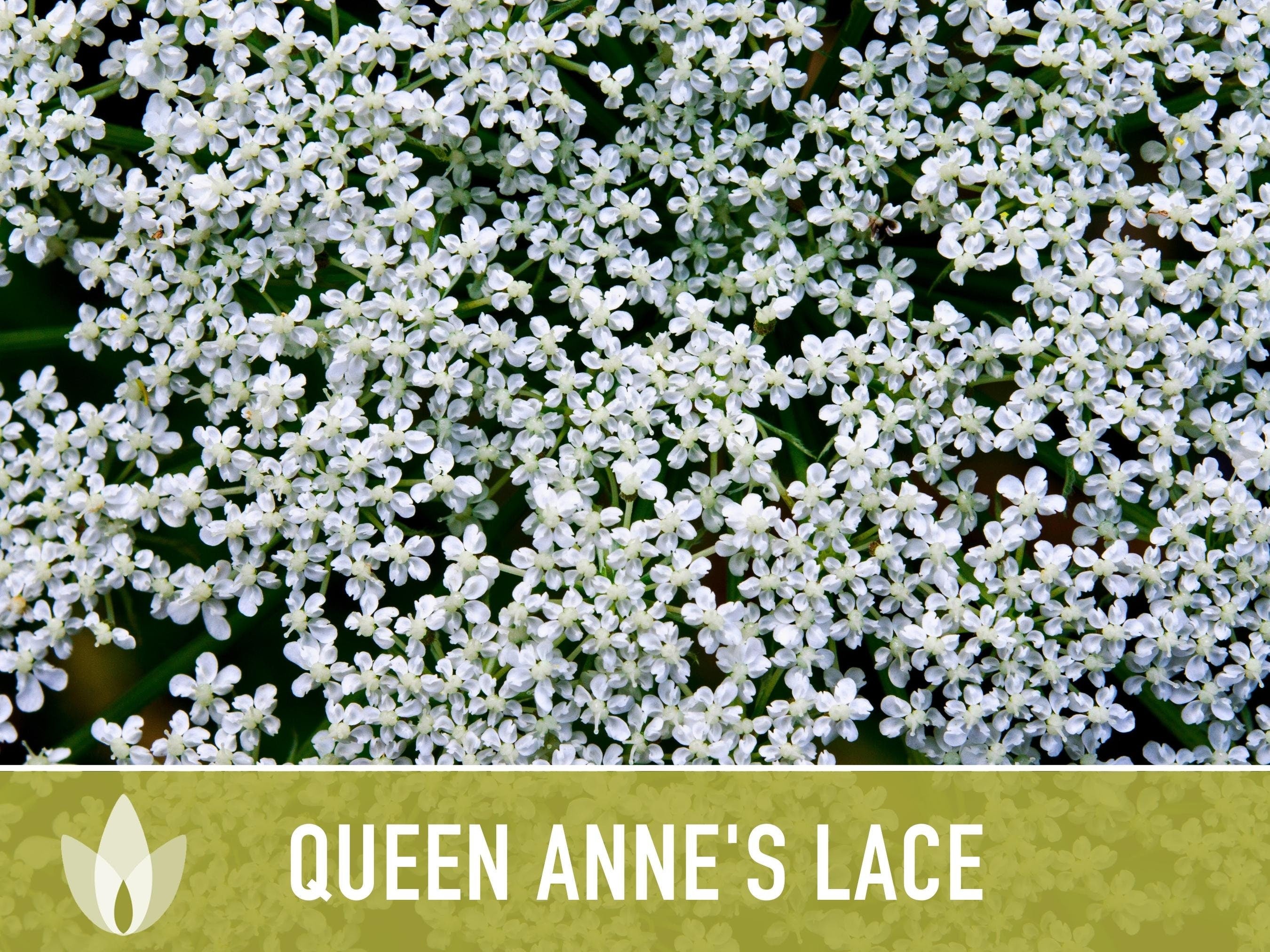 Queen Anne'S Lace Seeds – Heirloom Wild Carrot, Pollinator Friendly