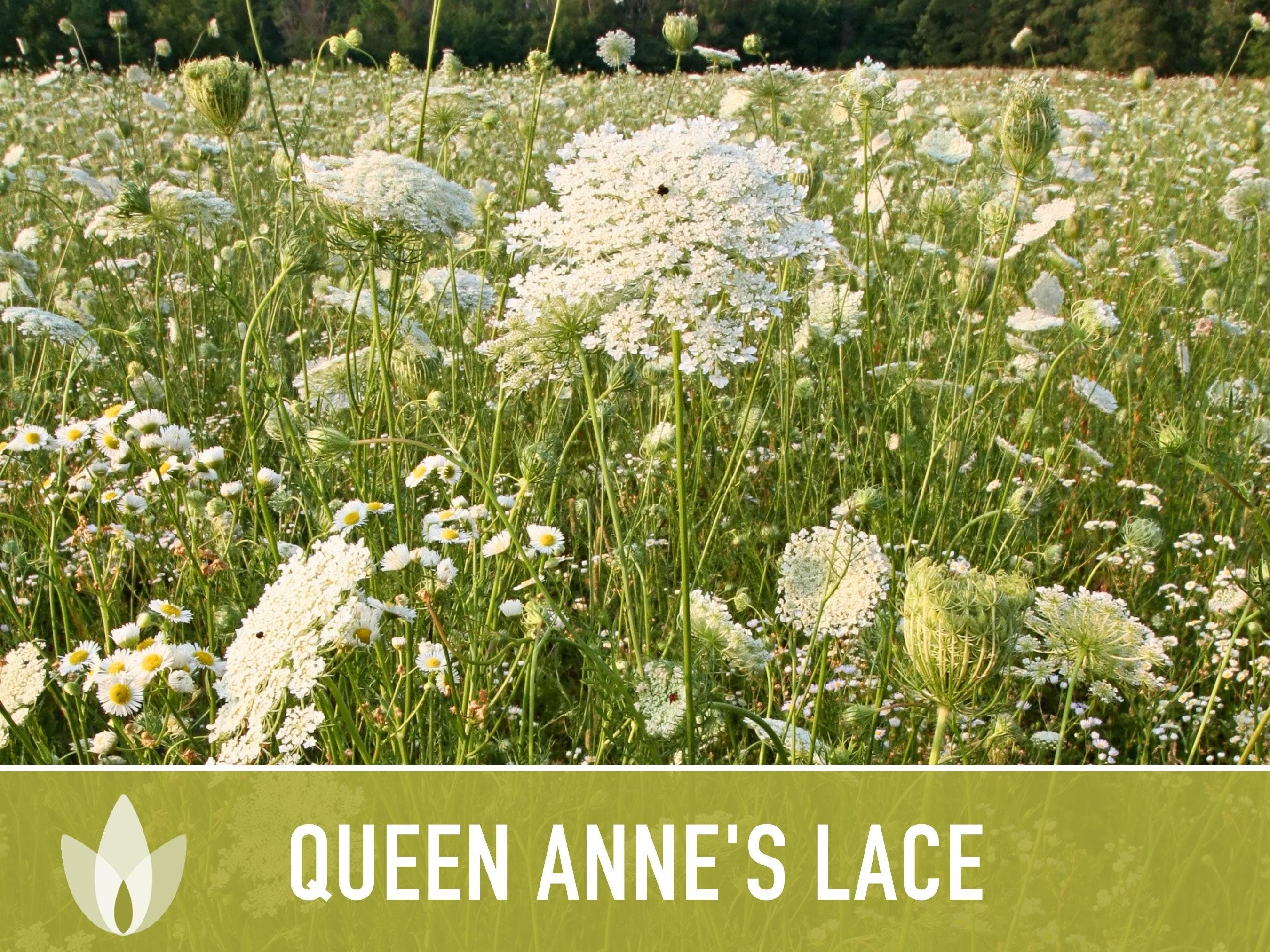 Queen Anne'S Lace Seeds – Heirloom Wild Carrot, Pollinator Friendly