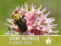 Showy Milkweed Seeds - Monarch Butterfly, Pollinator Garden