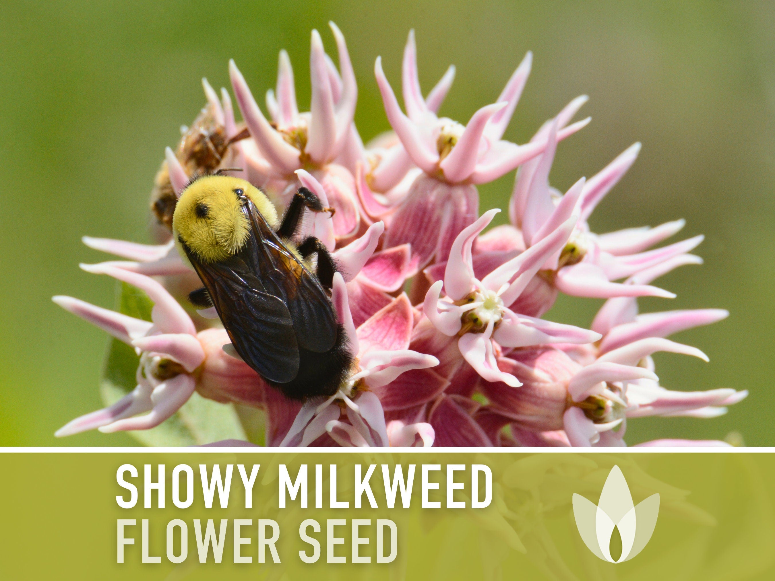 Showy Milkweed Seeds - Monarch Butterfly, Pollinator Garden