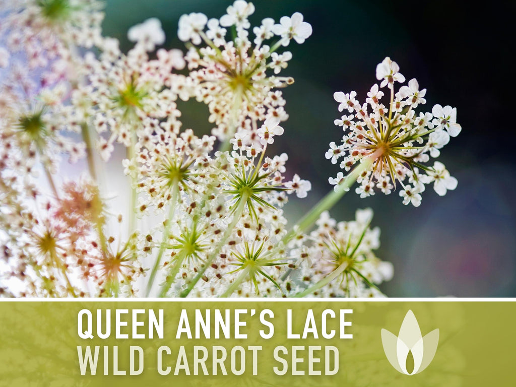 Queen Anne'S Lace Seeds – Heirloom Wild Carrot, Pollinator Friendly