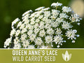 Queen Anne'S Lace Seeds – Heirloom Wild Carrot, Pollinator Friendly