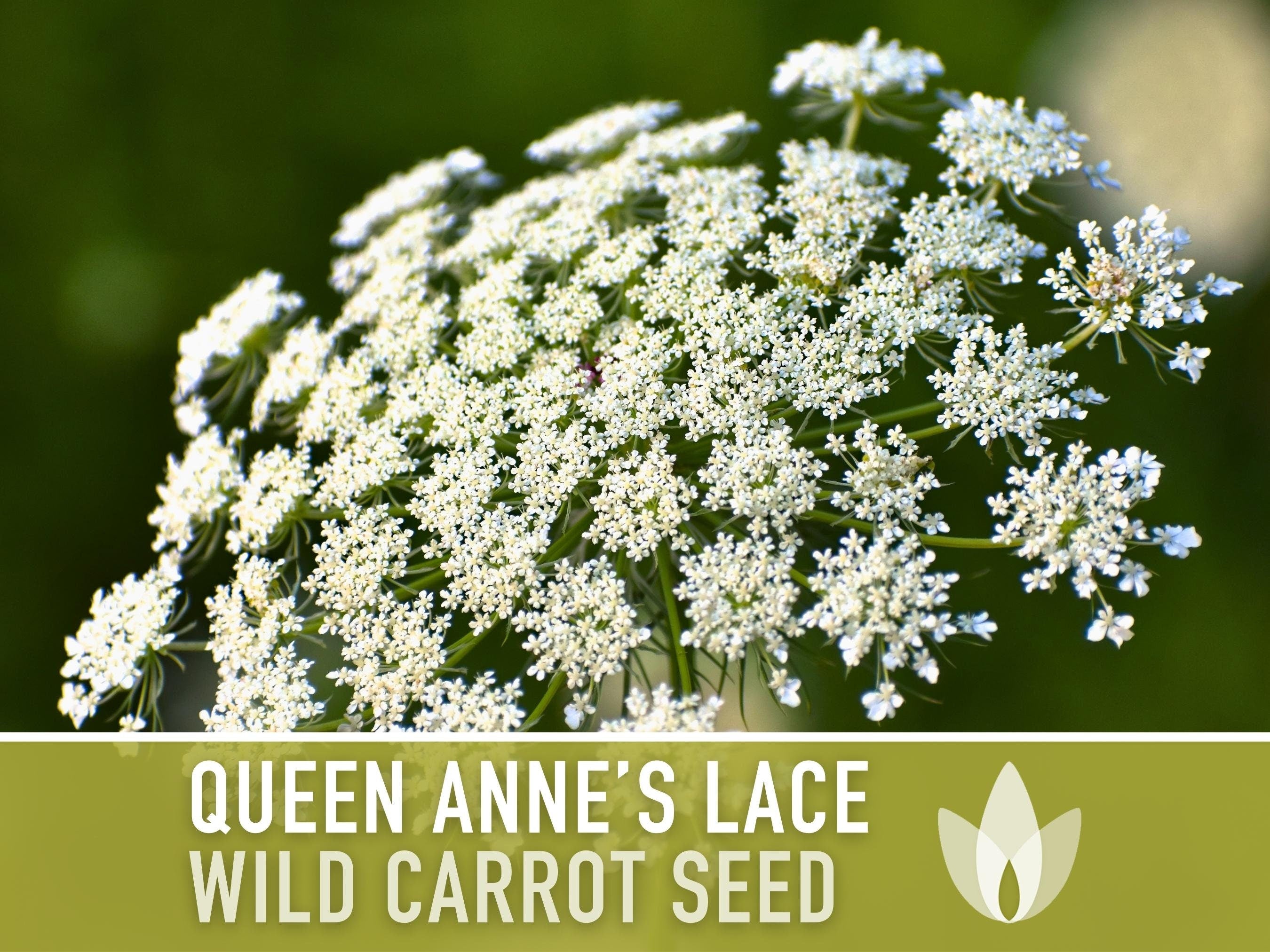 Queen Anne'S Lace Seeds – Heirloom Wild Carrot, Pollinator Friendly