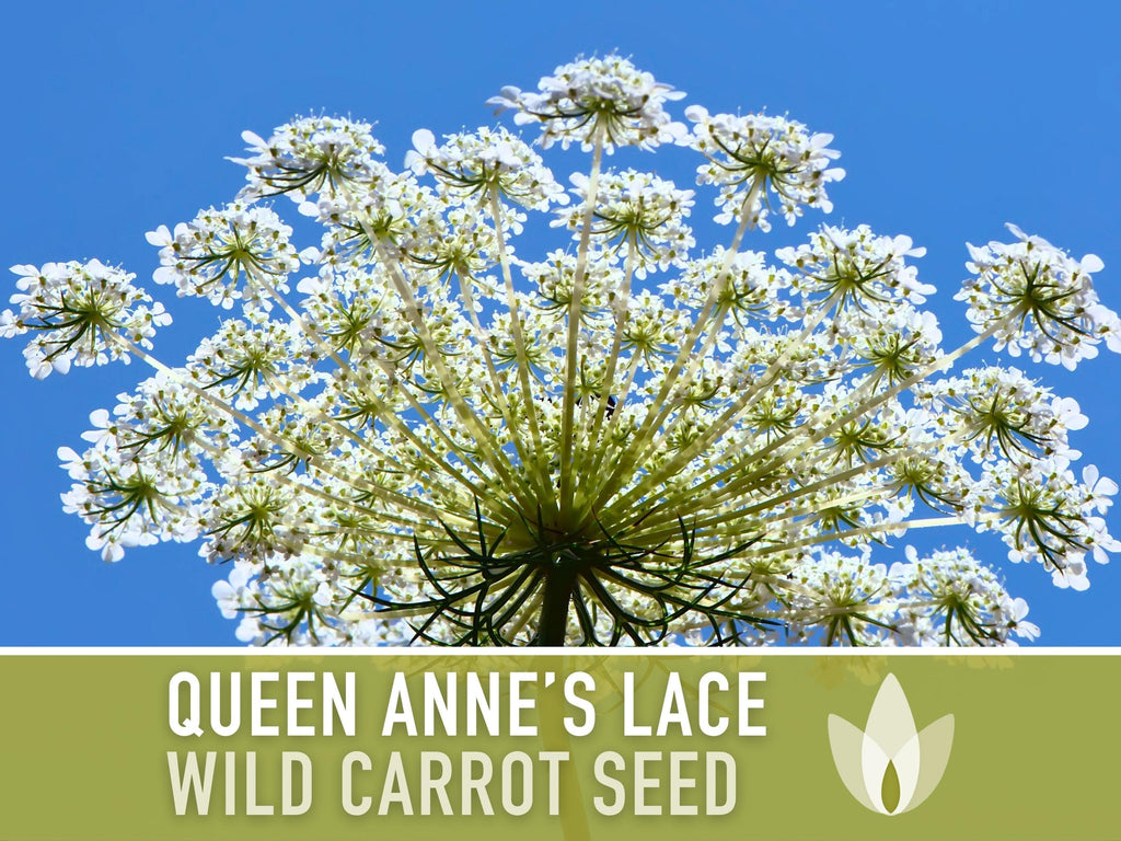 Queen Anne'S Lace Seeds – Heirloom Wild Carrot, Pollinator Friendly