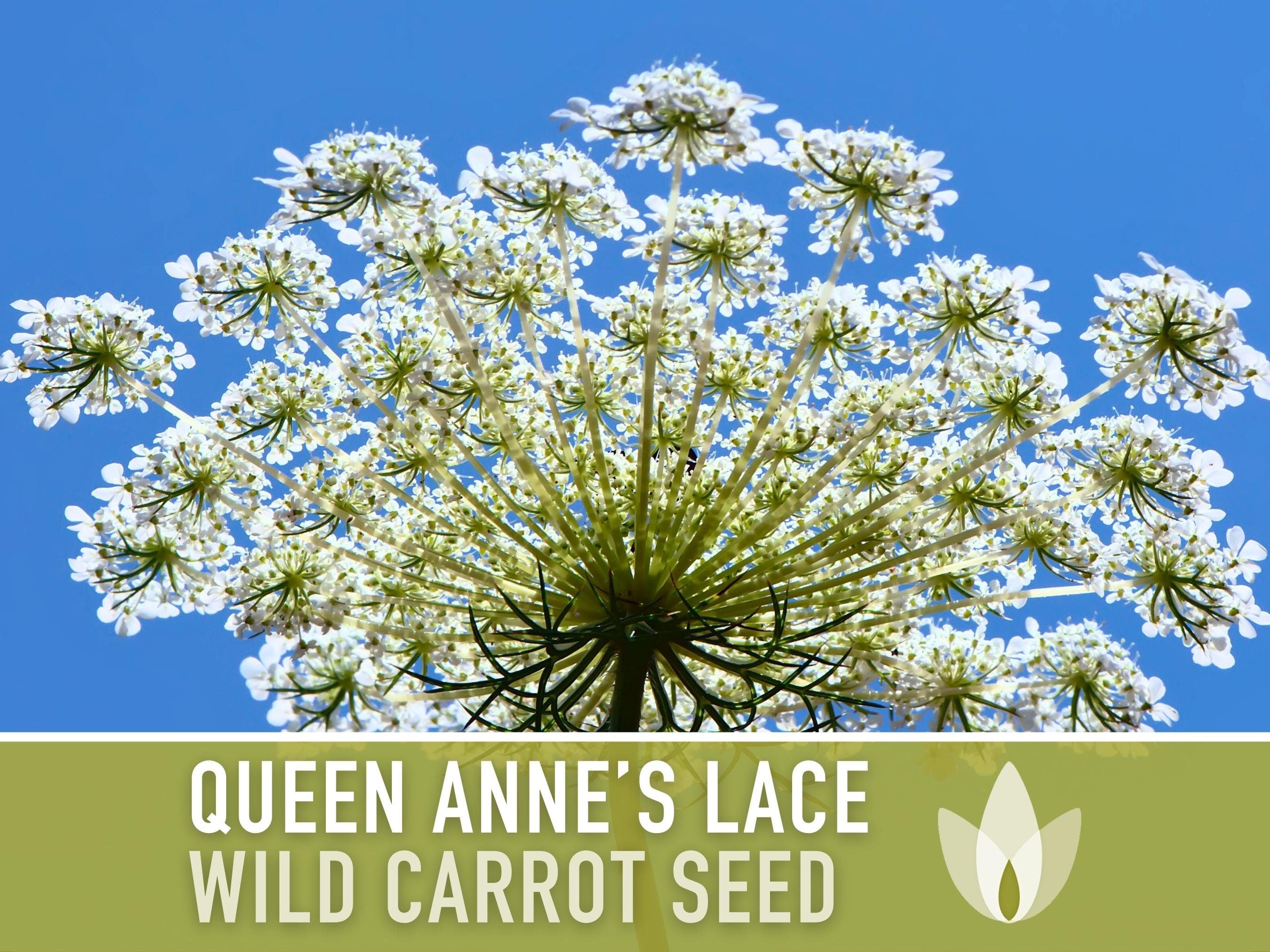 Queen Anne'S Lace Seeds – Heirloom Wild Carrot, Pollinator Friendly