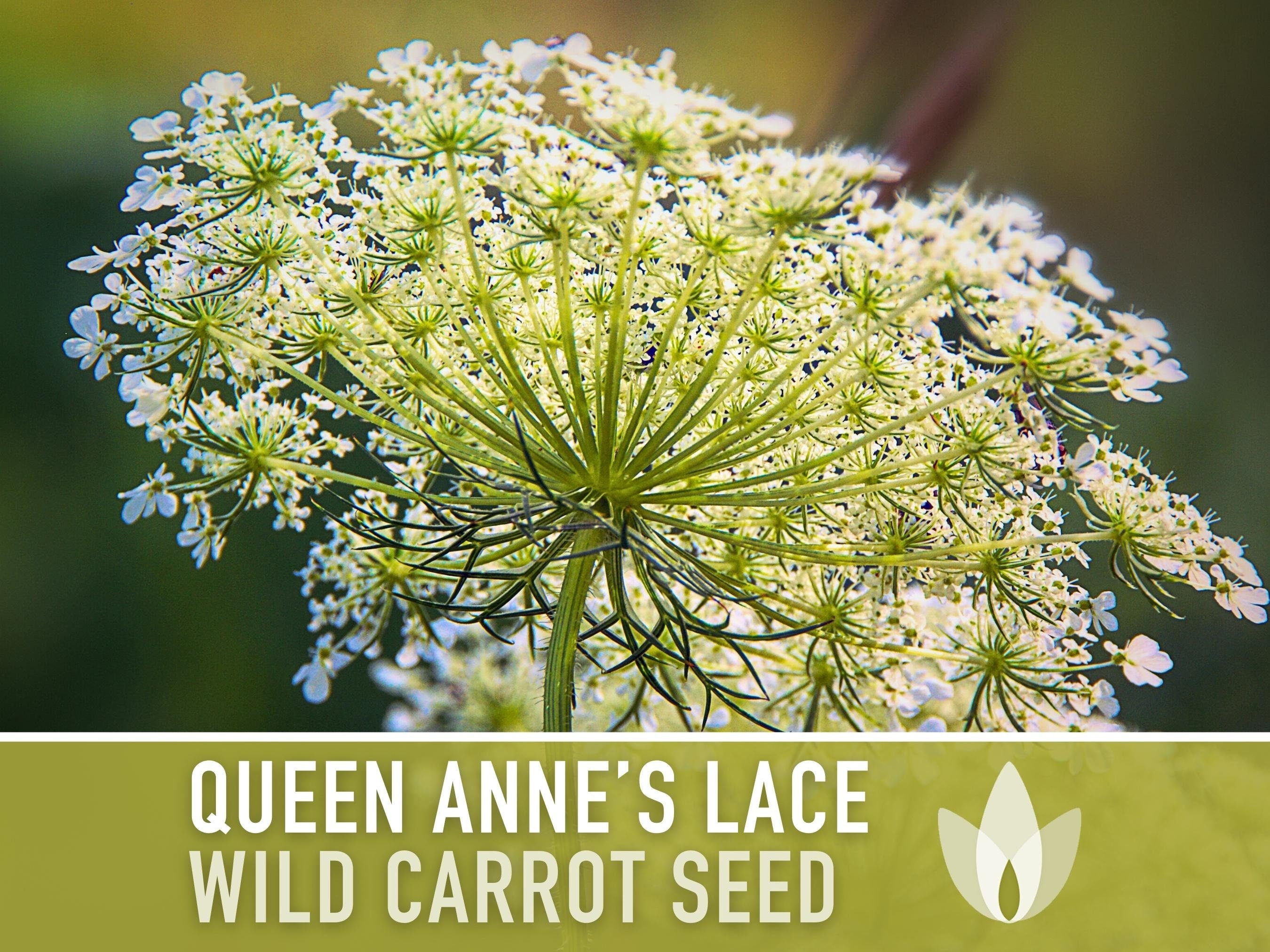 Queen Anne'S Lace Seeds – Heirloom Wild Carrot, Pollinator Friendly