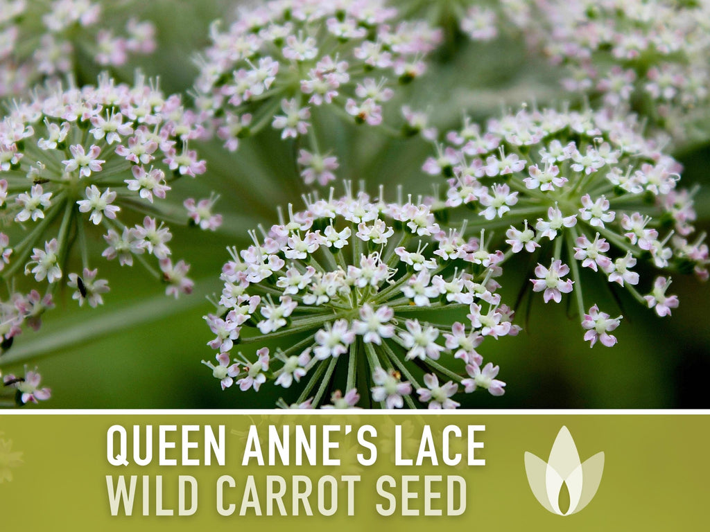 Queen Anne'S Lace Seeds – Heirloom Wild Carrot, Pollinator Friendly