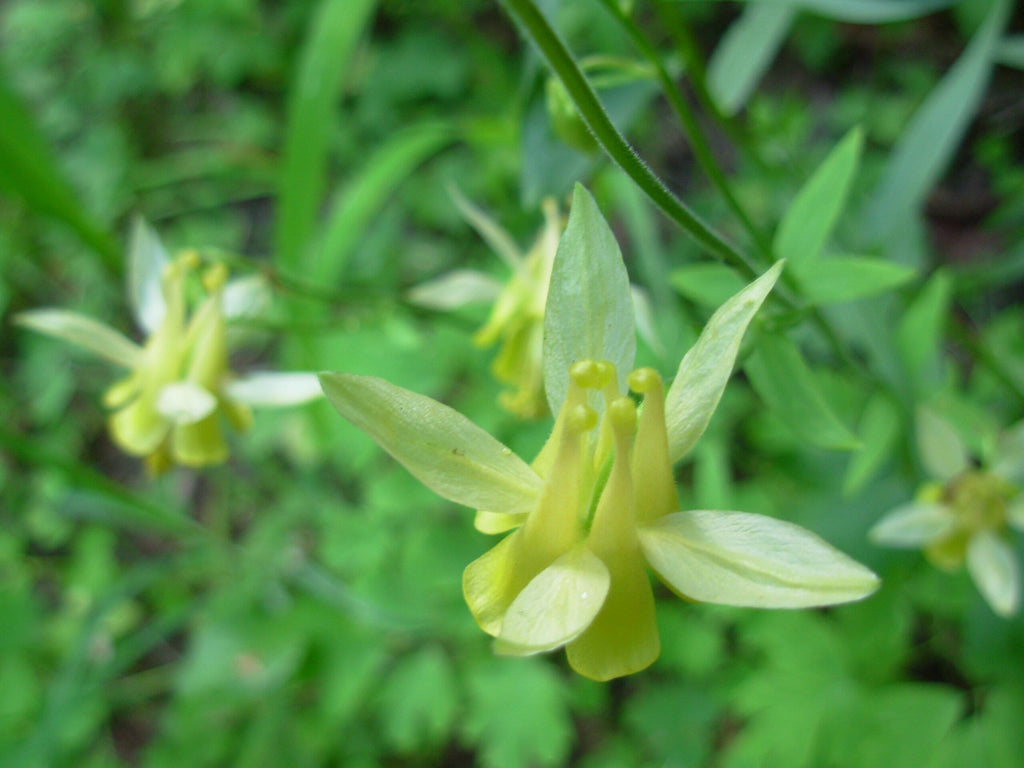 YELLOW STAR COLUMBINE Seeds *Free Shipping!* Fresh & Organic Aquilegia Caerulea Seeds, Yellow Outdoor Flower Seeds Bulk | Columbine Seeds