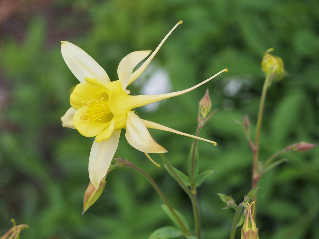 YELLOW STAR COLUMBINE Seeds *Free Shipping!* Fresh & Organic Aquilegia Caerulea Seeds, Yellow Outdoor Flower Seeds Bulk | Columbine Seeds