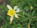 YELLOW STAR COLUMBINE Seeds *Free Shipping!* Fresh & Organic Aquilegia Caerulea Seeds, Yellow Outdoor Flower Seeds Bulk | Columbine Seeds