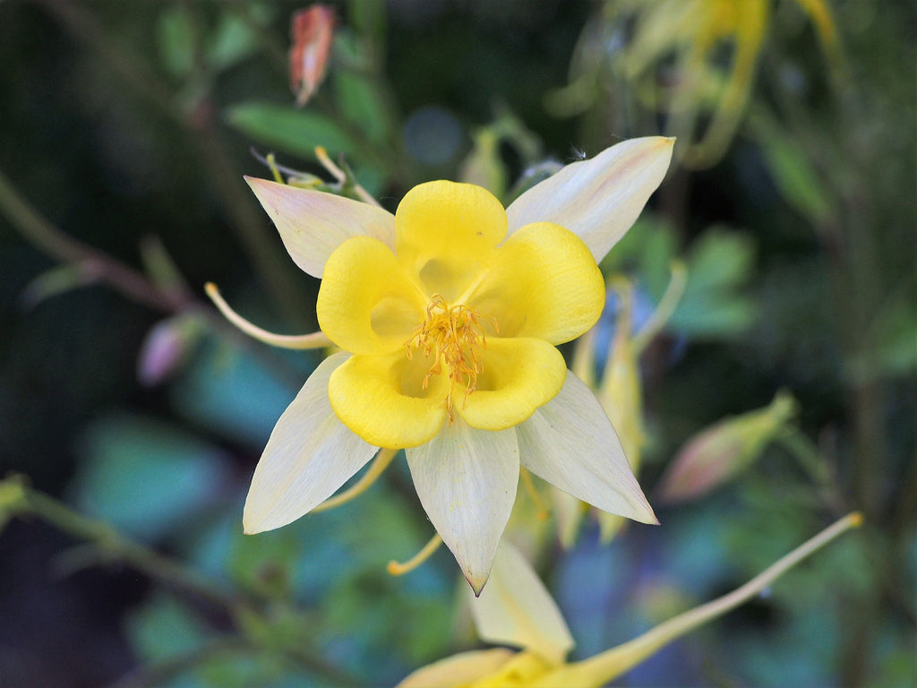 YELLOW STAR COLUMBINE Seeds *Free Shipping!* Fresh & Organic Aquilegia Caerulea Seeds, Yellow Outdoor Flower Seeds Bulk | Columbine Seeds