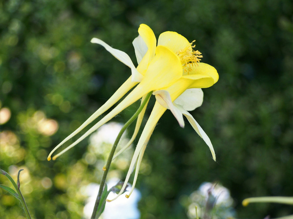 YELLOW STAR COLUMBINE Seeds *Free Shipping!* Fresh & Organic Aquilegia Caerulea Seeds, Yellow Outdoor Flower Seeds Bulk | Columbine Seeds