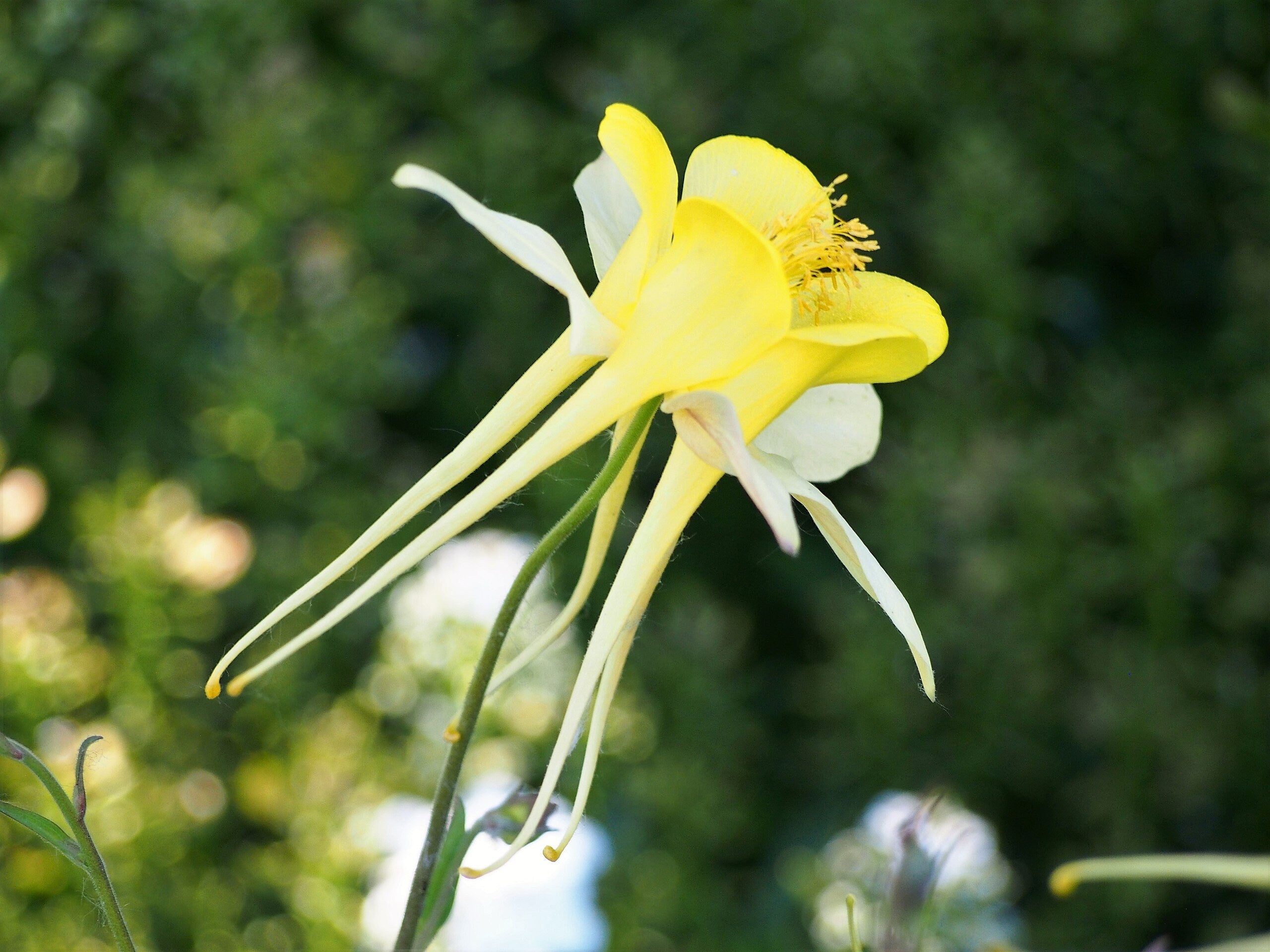 YELLOW STAR COLUMBINE Seeds *Free Shipping!* Fresh & Organic Aquilegia Caerulea Seeds, Yellow Outdoor Flower Seeds Bulk | Columbine Seeds