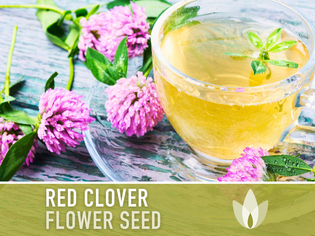 Heirloom Red Clover Seeds – Herbal Tea, Microgreens, Sprouting