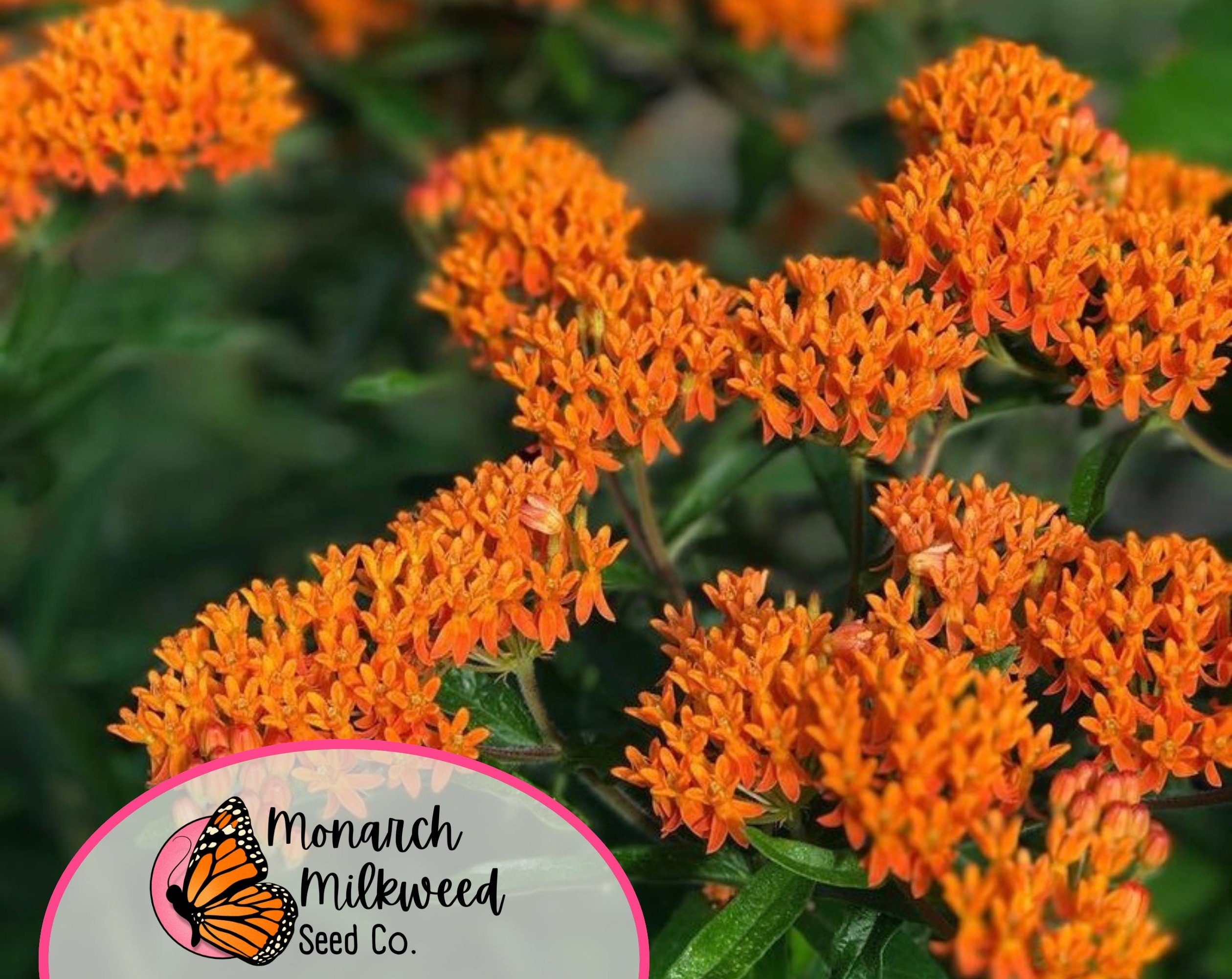 150+ Orange Butterfly Milkweed Seeds | (Asclepias Tuberosa) Native Perennial Wildflower Gardening Seed for Pollinator Monarch Butterflies