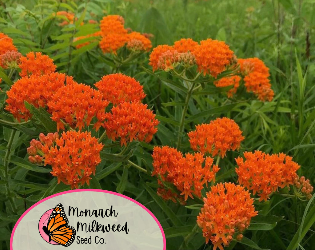 150+ Orange Butterfly Milkweed Seeds | (Asclepias Tuberosa) Native Perennial Wildflower Gardening Seed for Pollinator Monarch Butterflies