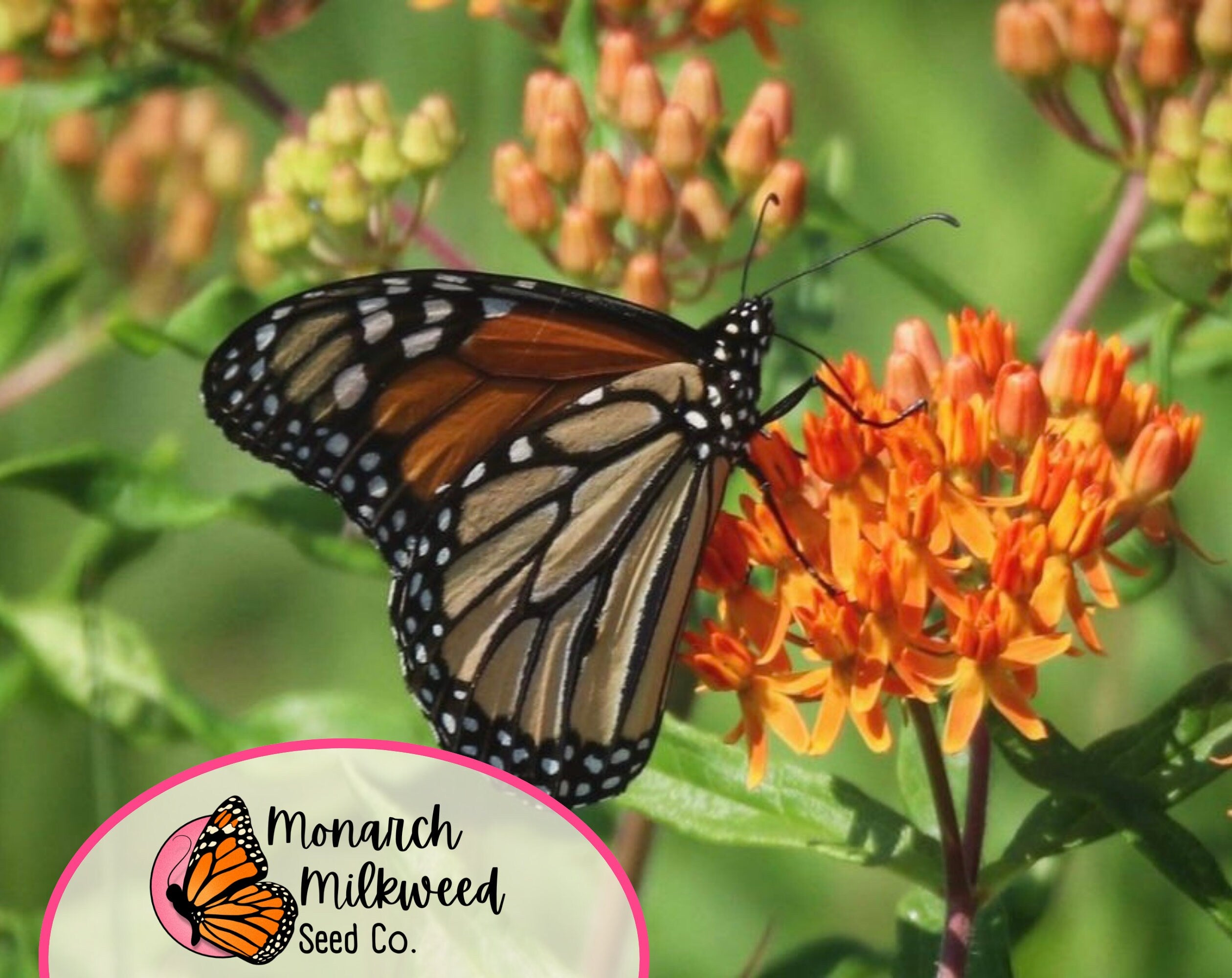 150+ Orange Butterfly Milkweed Seeds | (Asclepias Tuberosa) Native Perennial Wildflower Gardening Seed for Pollinator Monarch Butterflies