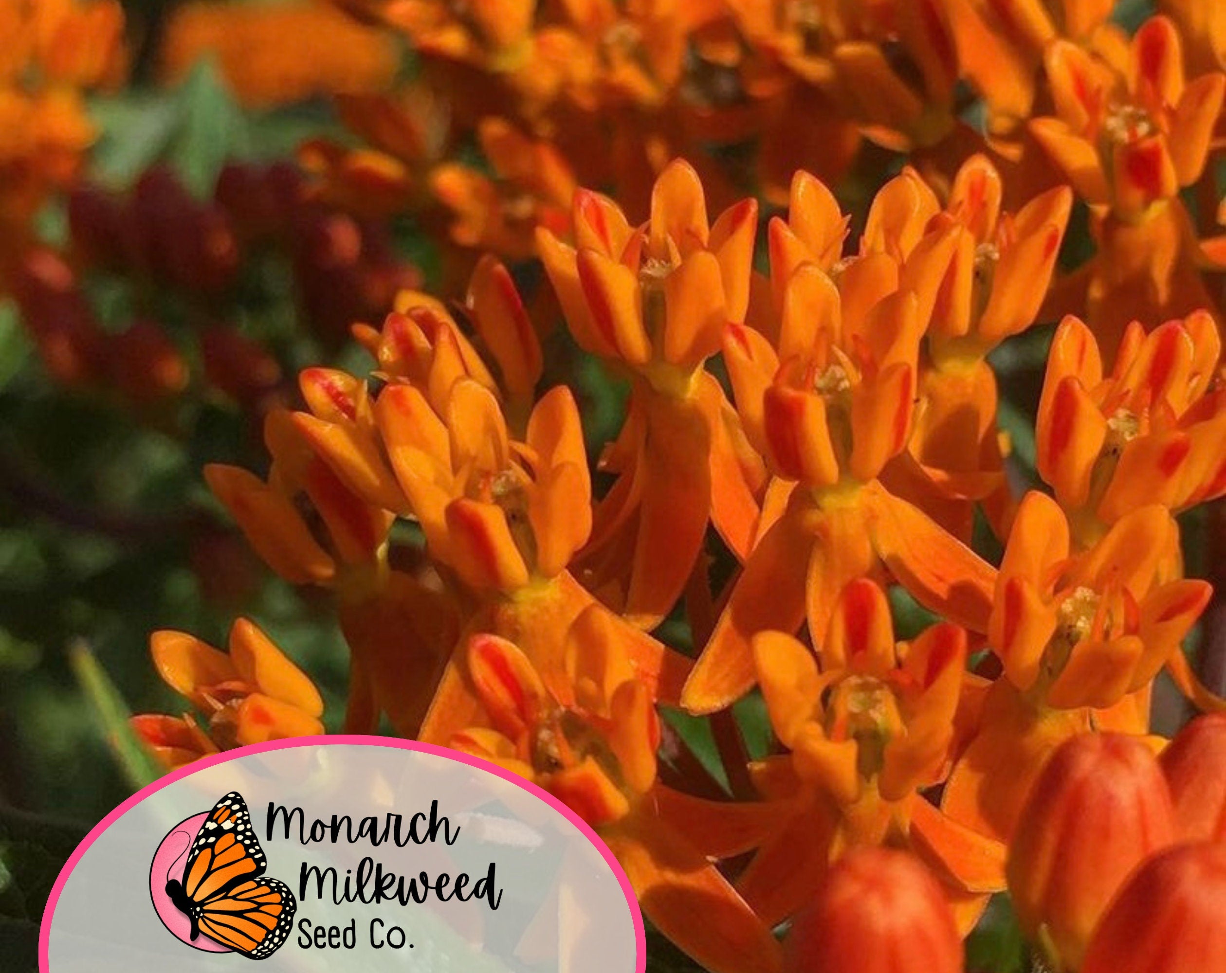 150+ Orange Butterfly Milkweed Seeds | (Asclepias Tuberosa) Native Perennial Wildflower Gardening Seed for Pollinator Monarch Butterflies
