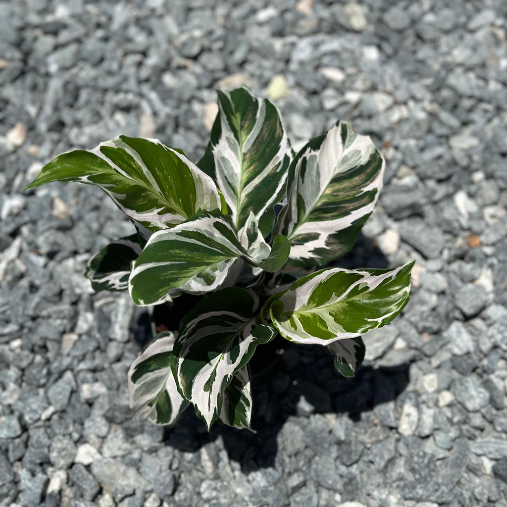 Calathea Stella Plant Live | Stella Calathea House Plants | Rooted Houseplants | Indoor Tropical Plants | Rare Calatheas Gifts | Pet Safe