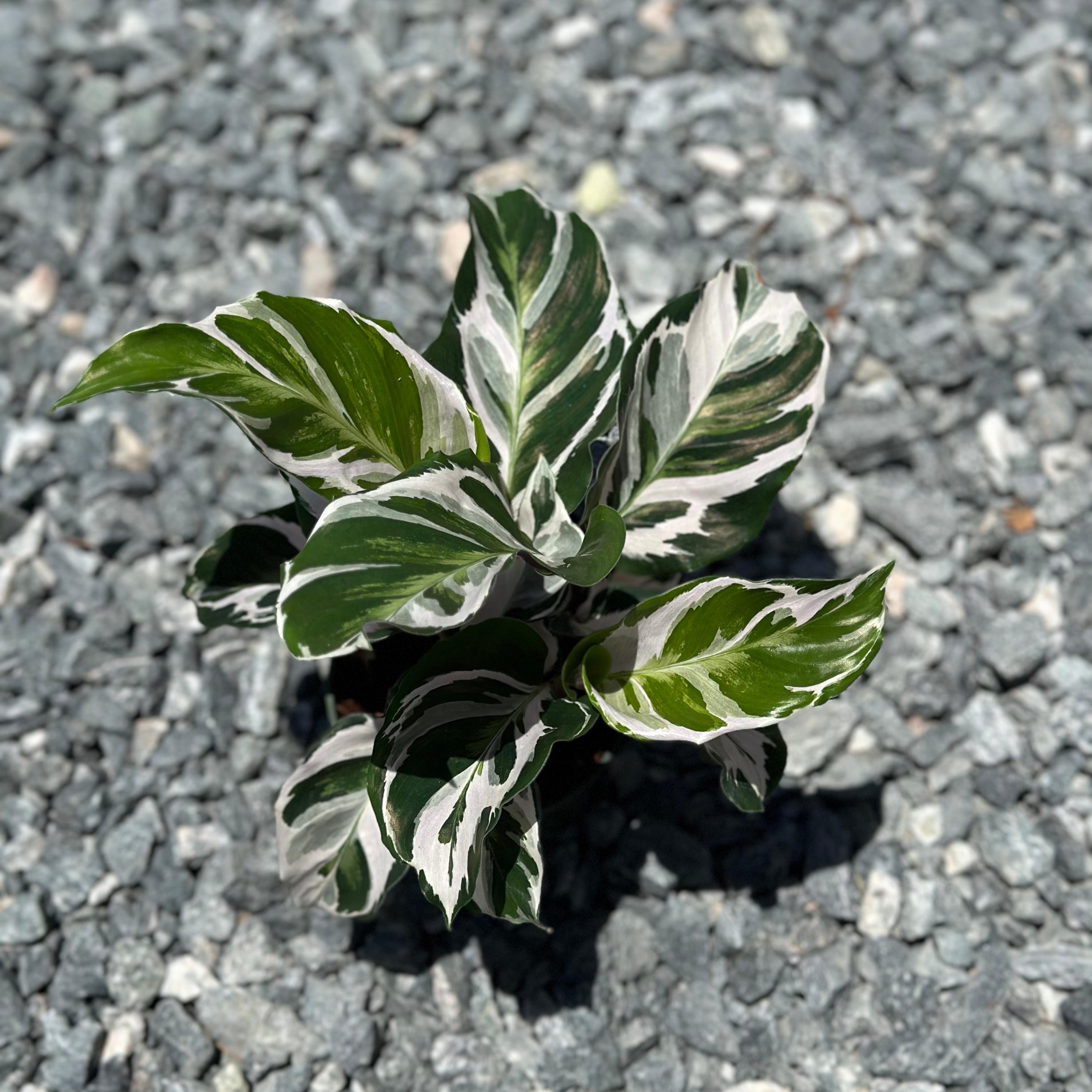 Calathea Stella Plant Live | Stella Calathea House Plants | Rooted Houseplants | Indoor Tropical Plants | Rare Calatheas Gifts | Pet Safe