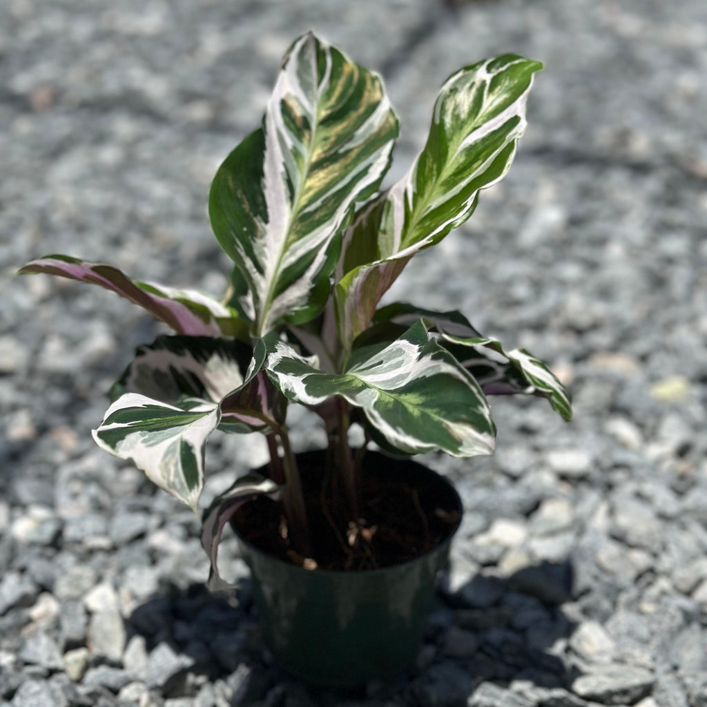 Calathea Stella Plant Live | Stella Calathea House Plants | Rooted Houseplants | Indoor Tropical Plants | Rare Calatheas Gifts | Pet Safe