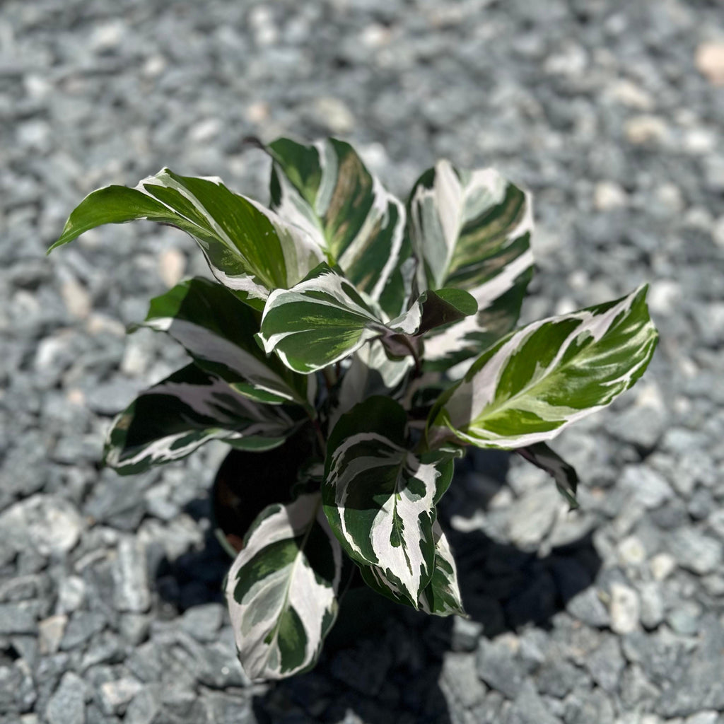 Calathea Stella Plant Live | Stella Calathea House Plants | Rooted Houseplants | Indoor Tropical Plants | Rare Calatheas Gifts | Pet Safe