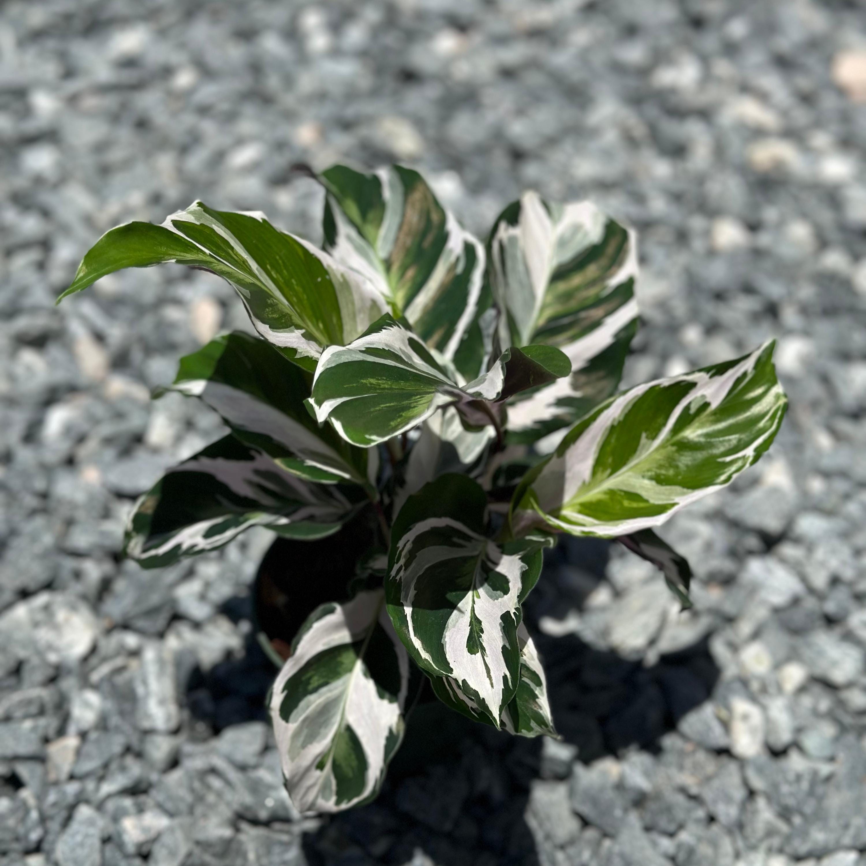 Calathea Stella Plant Live | Stella Calathea House Plants | Rooted Houseplants | Indoor Tropical Plants | Rare Calatheas Gifts | Pet Safe