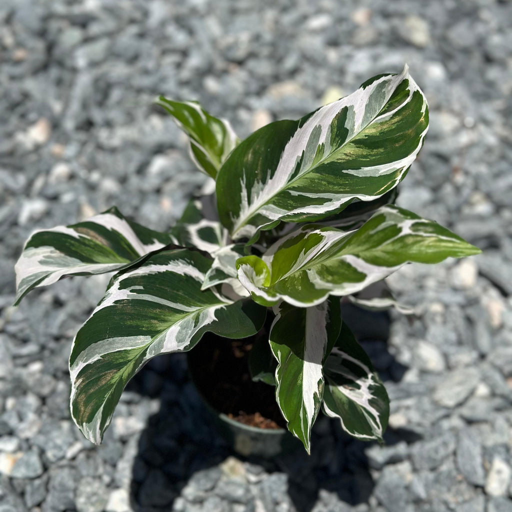 Calathea Stella Plant Live | Stella Calathea House Plants | Rooted Houseplants | Indoor Tropical Plants | Rare Calatheas Gifts | Pet Safe