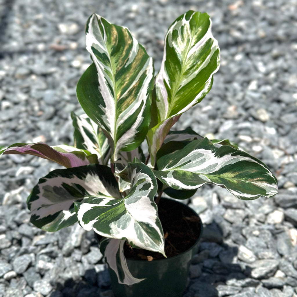 Calathea Stella Plant Live | Stella Calathea House Plants | Rooted Houseplants | Indoor Tropical Plants | Rare Calatheas Gifts | Pet Safe