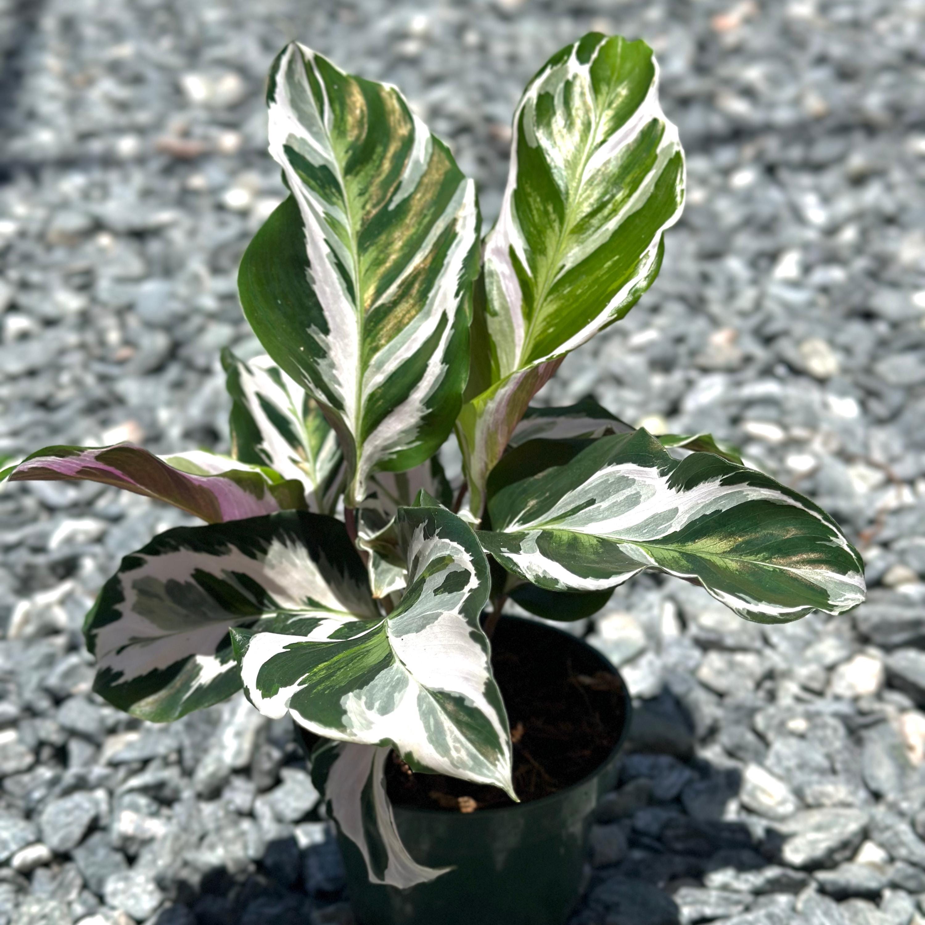 Calathea Stella Plant Live | Stella Calathea House Plants | Rooted Houseplants | Indoor Tropical Plants | Rare Calatheas Gifts | Pet Safe