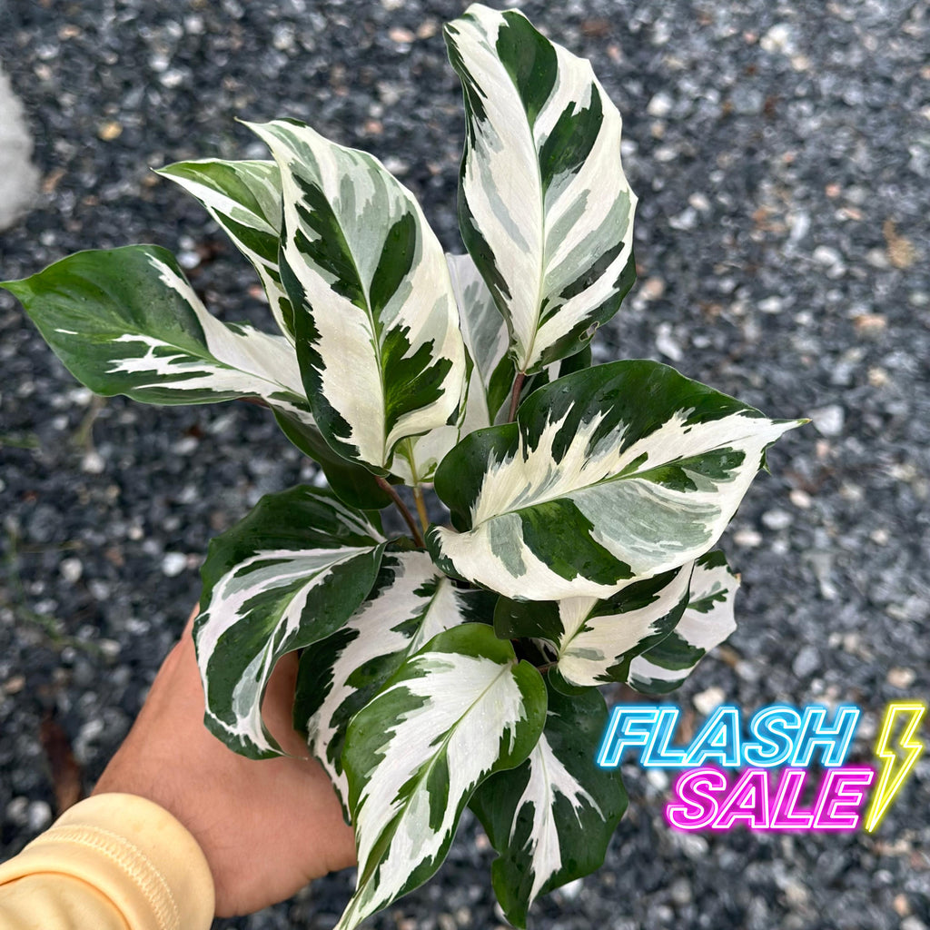 Calathea Stella Plant Live | Stella Calathea House Plants | Rooted Houseplants | Indoor Tropical Plants | Rare Calatheas Gifts | Pet Safe