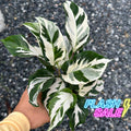 Calathea Stella Plant Live | Stella Calathea House Plants | Rooted Houseplants | Indoor Tropical Plants | Rare Calatheas Gifts | Pet Safe